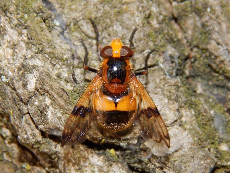 Serie di Syrphidae del Parco del Ticino